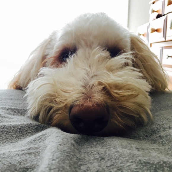 Meet your Posher, Lindsay - Picture 1 of 1